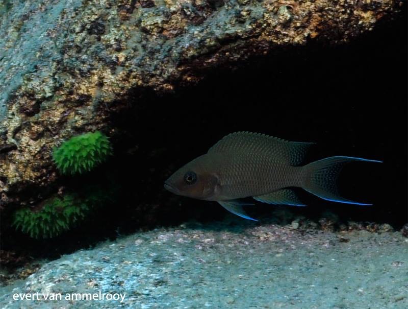 Neolamprologus sp. 'princess lyamembe' Mabilibili Bay